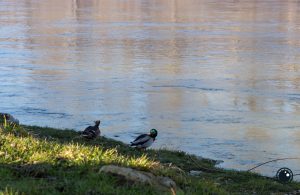 Drava - varaždinska divljina