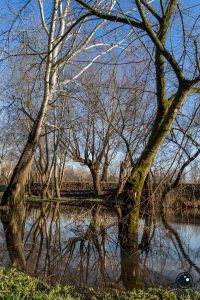 Drava - varaždinska divljina